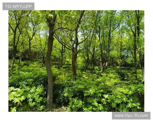 上海黄兴体育公园周边休闲健身与城市景观探索指南